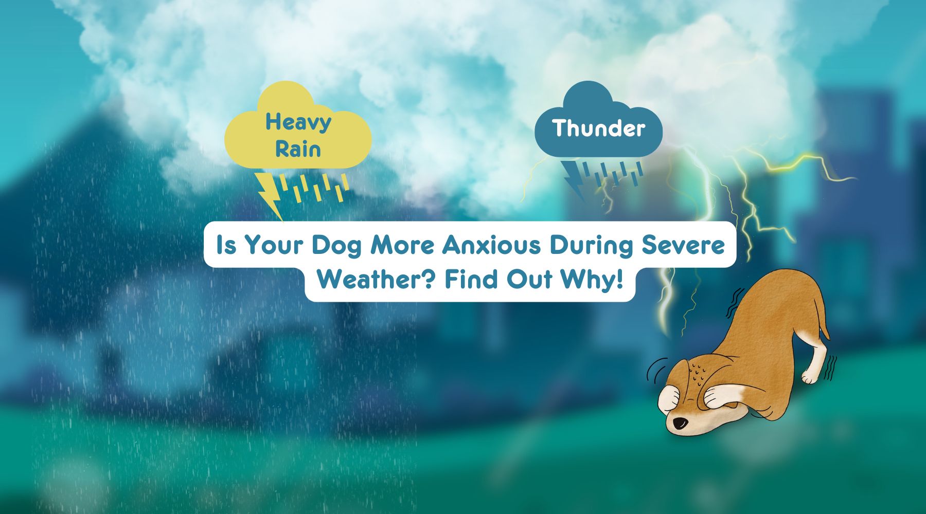 Do Your Dog Get Scared of Thunder? Learn How to Properly Soothe Dog's Anxiety.